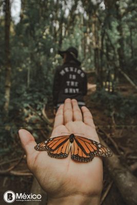 Costo Santuario Piedra Herrada en 2022 - ¿Cuándo se van las mariposas monarcas de Valle de Bravo?